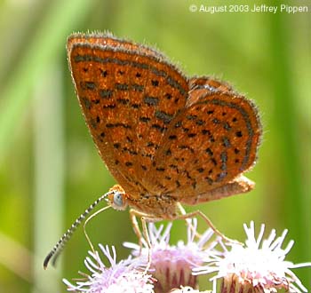 Little Metalmark (Calephelis virginiensis)