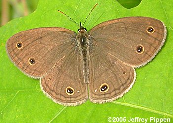 Little Wood-Satyr (Megisto cymela)