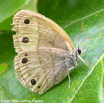 Little Wood-Satyr (Megisto cymela)