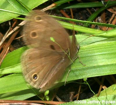 Little Wood-Satyr (Megisto cymela)