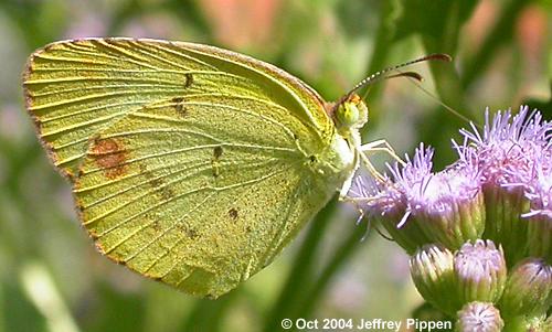Little Yellow (Pyrisitia lisa)