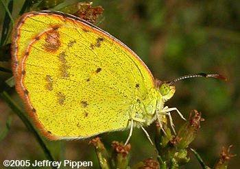 Little Yellow (Eurema lisa)