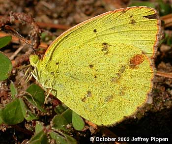 Little Yellow (Pyrisitia lisa)