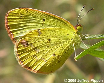 Little Yellow (Pyrisitia lisa)