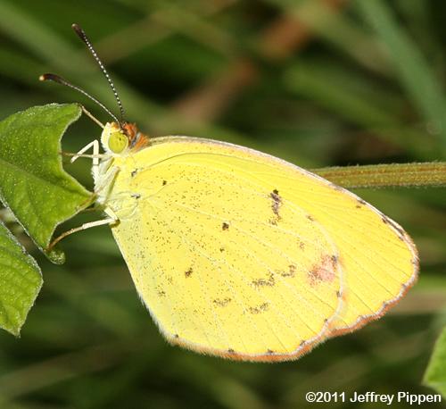Little Yellow (Eurema lisa, Pyrisitia lisa)