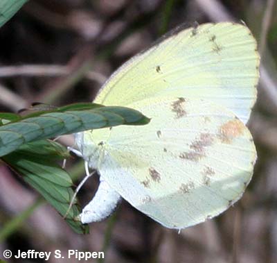 Little Yellow (Pyrisitia lisa)