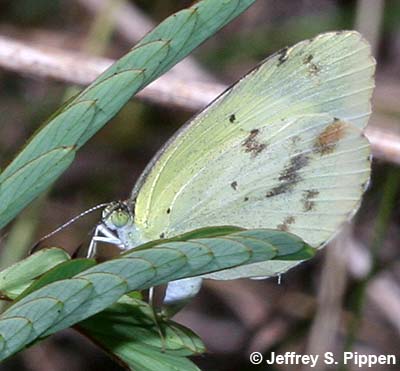 Little Yellow (Pyrisitia lisa)