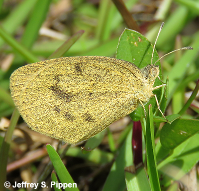 Little Yellow (Pyrisitia lisa)