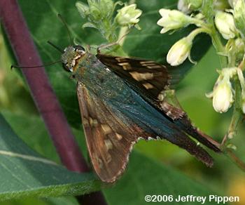 Long-tailed Skipper (Urbanus proteus)