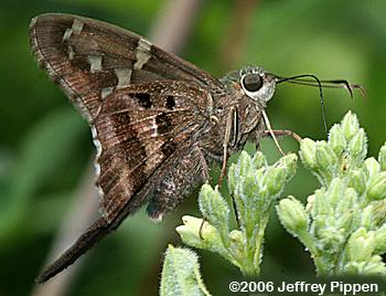 Long-tailed Skipper (Urbanus proteus)
