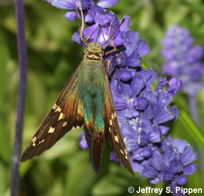 Long-tailed Skipper (Urbanus proteus)