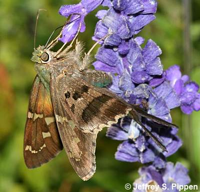 Long-tailed Skipper (Urbanus proteus)
