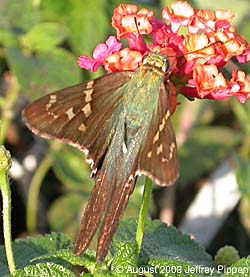 Long-tailed Skipper (Urbanus proteus)