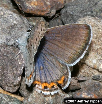 Lupine Blue (Plebejus lupinus)