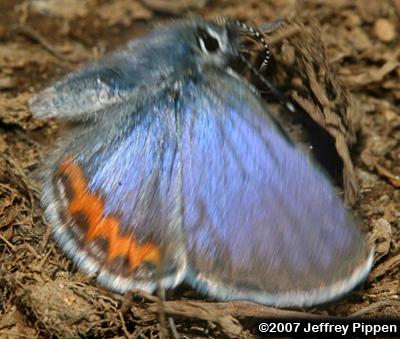 Lupine Blue (Plebejus lupinus)