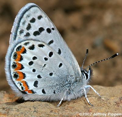 Lupine Blue (Plebejus lupinus)