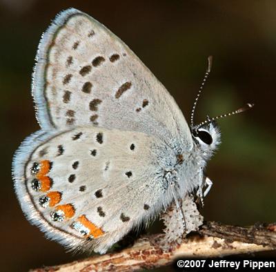 Lupine Blue (Plebejus lupinus)
