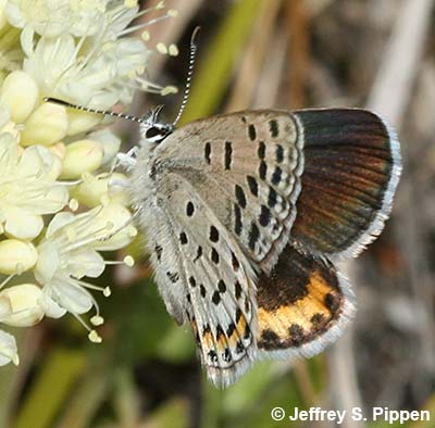Acmon Blue (Plebejus lupini)