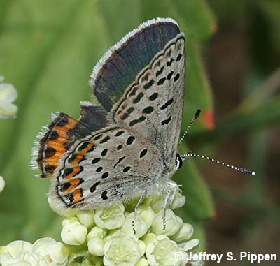 Lupine Blue (Plebejus lupini)