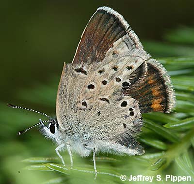 Lupine Blue (Plebejus lupini)