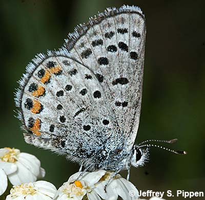 Lupine Blue (Icaricia lupini lutzi)