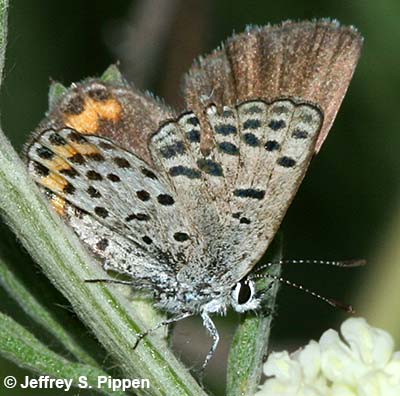 Lupine Blue (Plebejus lupini)