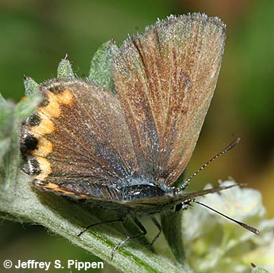 Lupine Blue (Plebejus lupini)