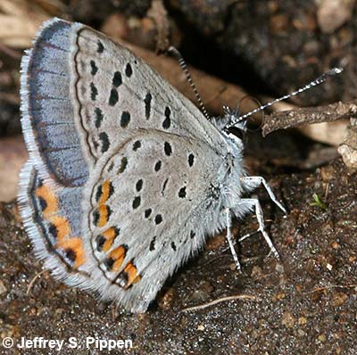 Lupine Blue (Plebejus lupinus)
