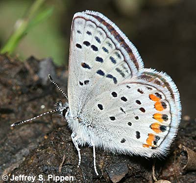 Lupine Blue (Plebejus lupinus)