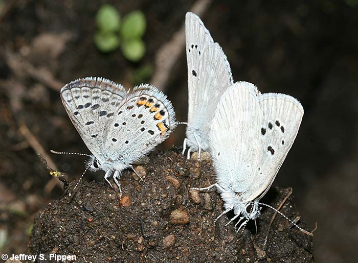 Lupine Blue (Plebejus lupinus)