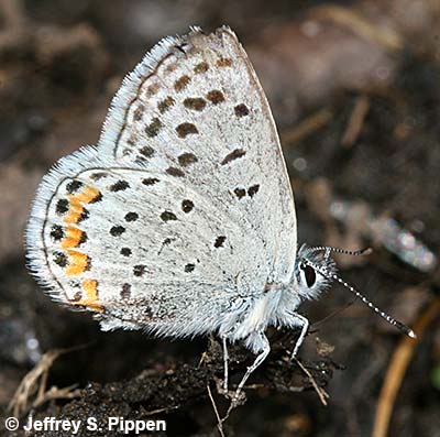 Lupine Blue (Plebejus lupinus)