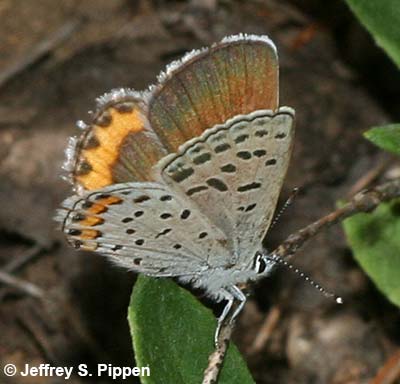 Lupine Blue (Plebejus lupinus)