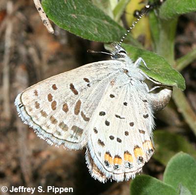 Lupine Blue (Plebejus lupinus)
