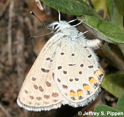 Lupine Blue (Plebejus lupinus)