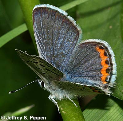 Lupine Blue (Plebejus lupinus)