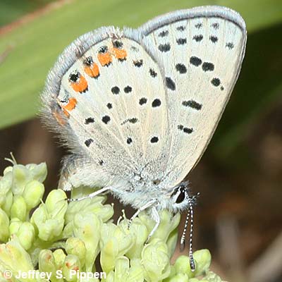 Lupine Blue (Plebejus lupinus)