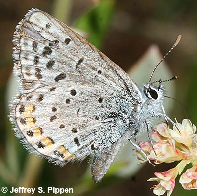 Lupine Blue (Plebejus lupinus)