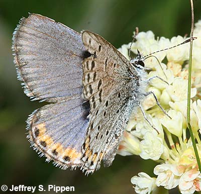 Lupine Blue (Plebejus lupinus)