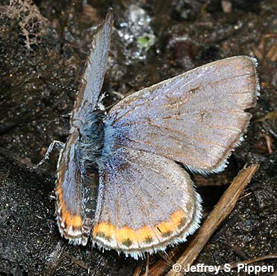 Lupine Blue (Plebejus lupinus)