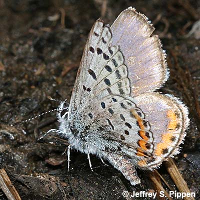 Lupine Blue (Plebejus lupinus)