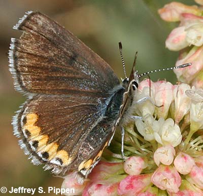 Lupine Blue (Plebejus lupinus)