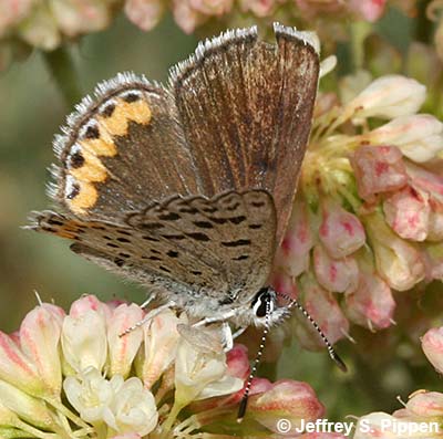 Lupine Blue (Plebejus lupinus)