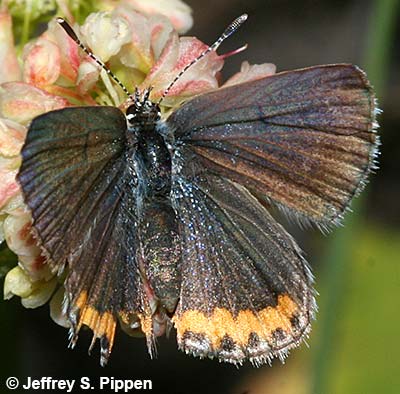 Lupine Blue (Plebejus lupinus)