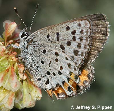 Lupine Blue (Plebejus lupinus)