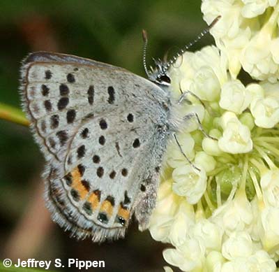 Lupine Blue (Plebejus lupinus)