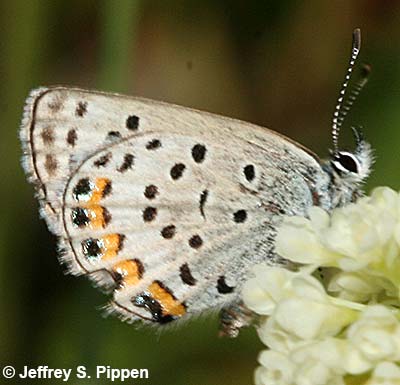 Lupine Blue (Plebejus lupinus)