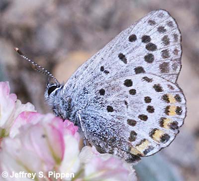Lupine Blue (Plebejus lupinus)