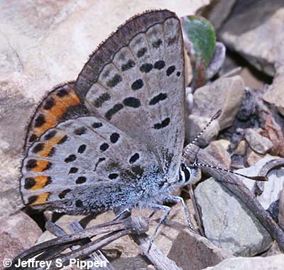 Lupine Blue (Plebejus lupinus)
