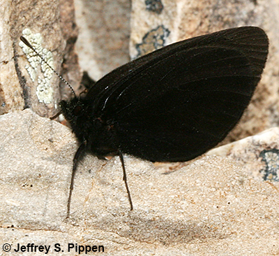 Magdalena Alpine (Erebia magdalena)