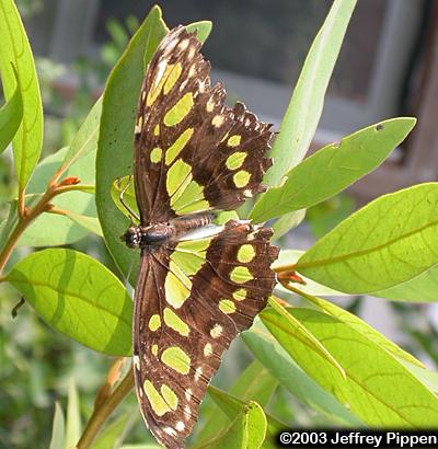 Malachite (Siproeta stelenes)